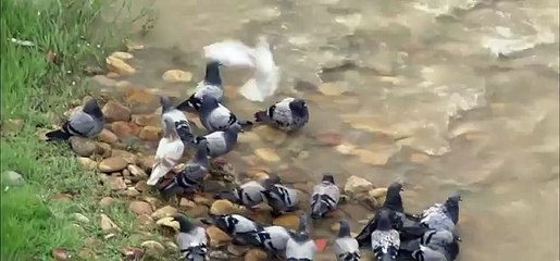Giant catfish eats pigeons