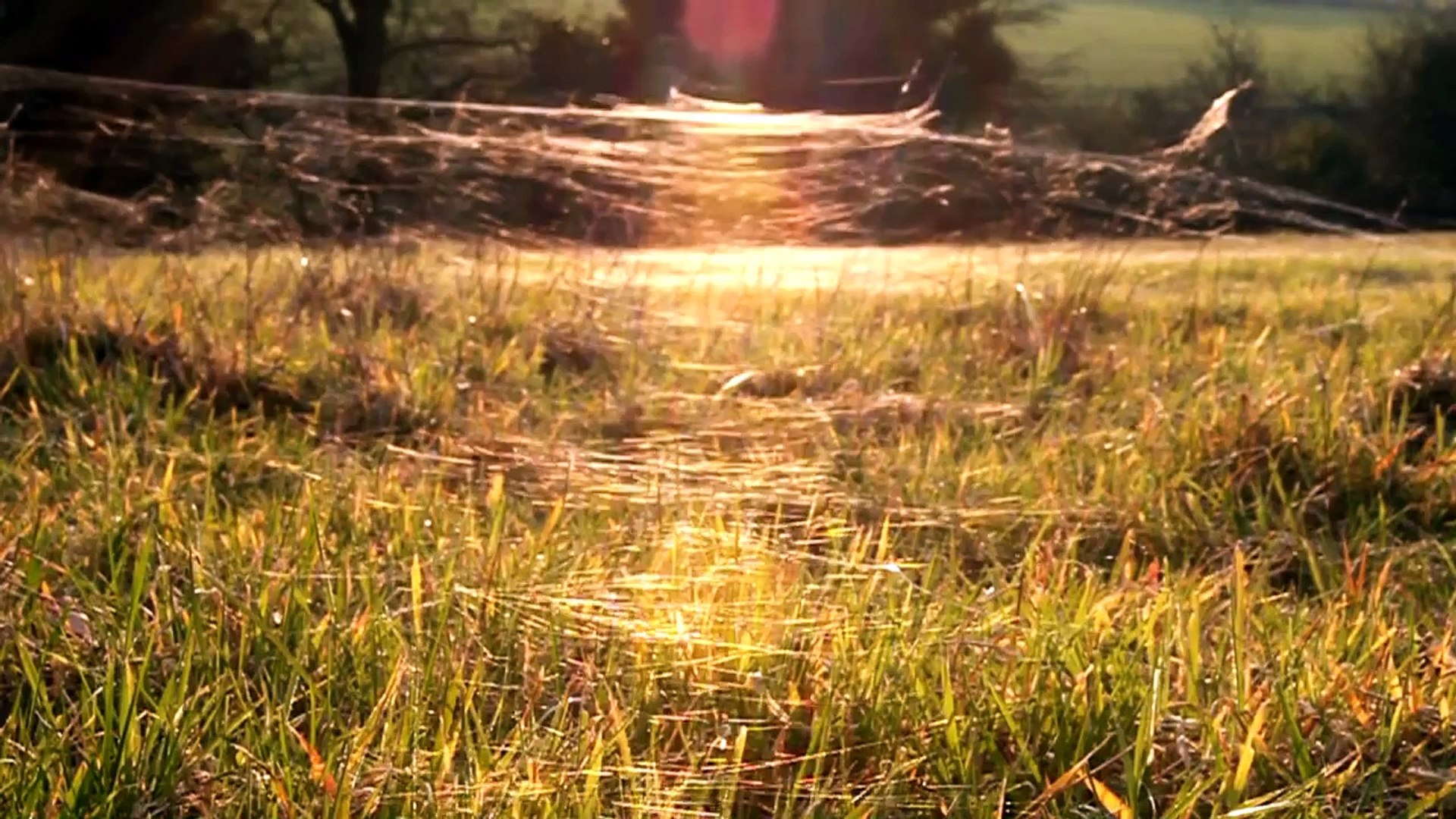 ⁣Moving Stills - Grass Webs