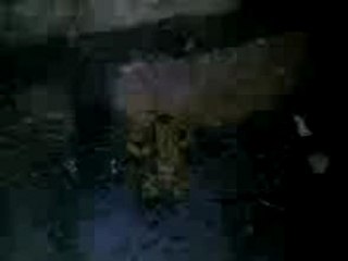 Boit grenouille boit