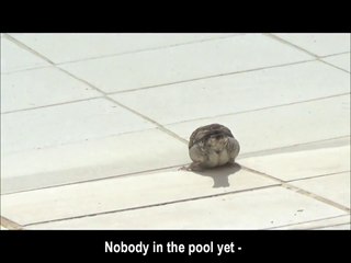 Brave sparrow and coward friend in a swimming pool - Vogelbad im Swimming Pool