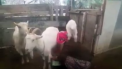 Yaramaz,inatçı ve sevimlimi sevimli bir keçi var burda!