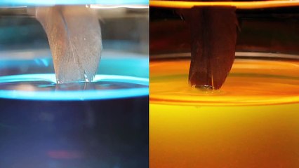 African Darter Wing Feather Immersed in Water and Oil