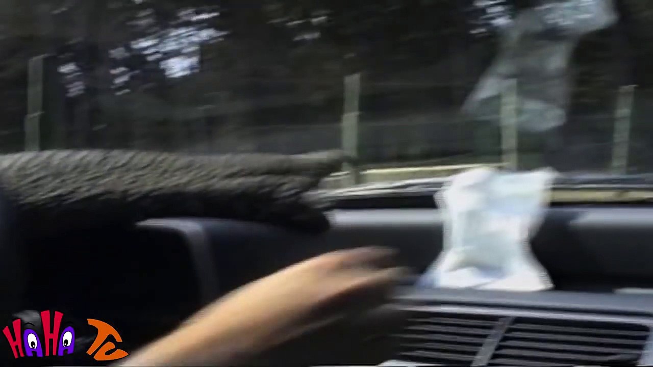 Funny Animal Videos Home Videos of Hilarious Pets and their Reactions  types of movies 2016