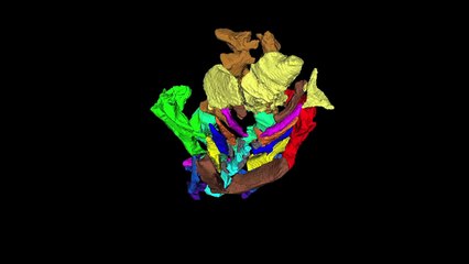 Imaging Zebrafish at MIT