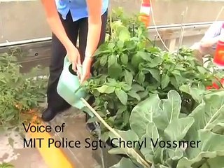 Community Gardens - color