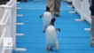 Penguins look fly strutting their stuff down the blue carpet at Detroit Zoo