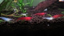 Red cherry shrimp and blue pearl shrimp close up HD