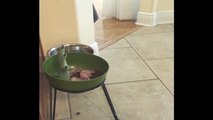 Owner Pranks Dog With Halloween Candy Bowl