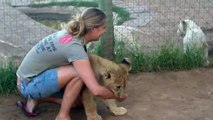 Young Lady Is Getting Mauled By Two Young Lions