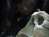 Labidochromis Caeruleus (Electric Yellow) Holding Eggs