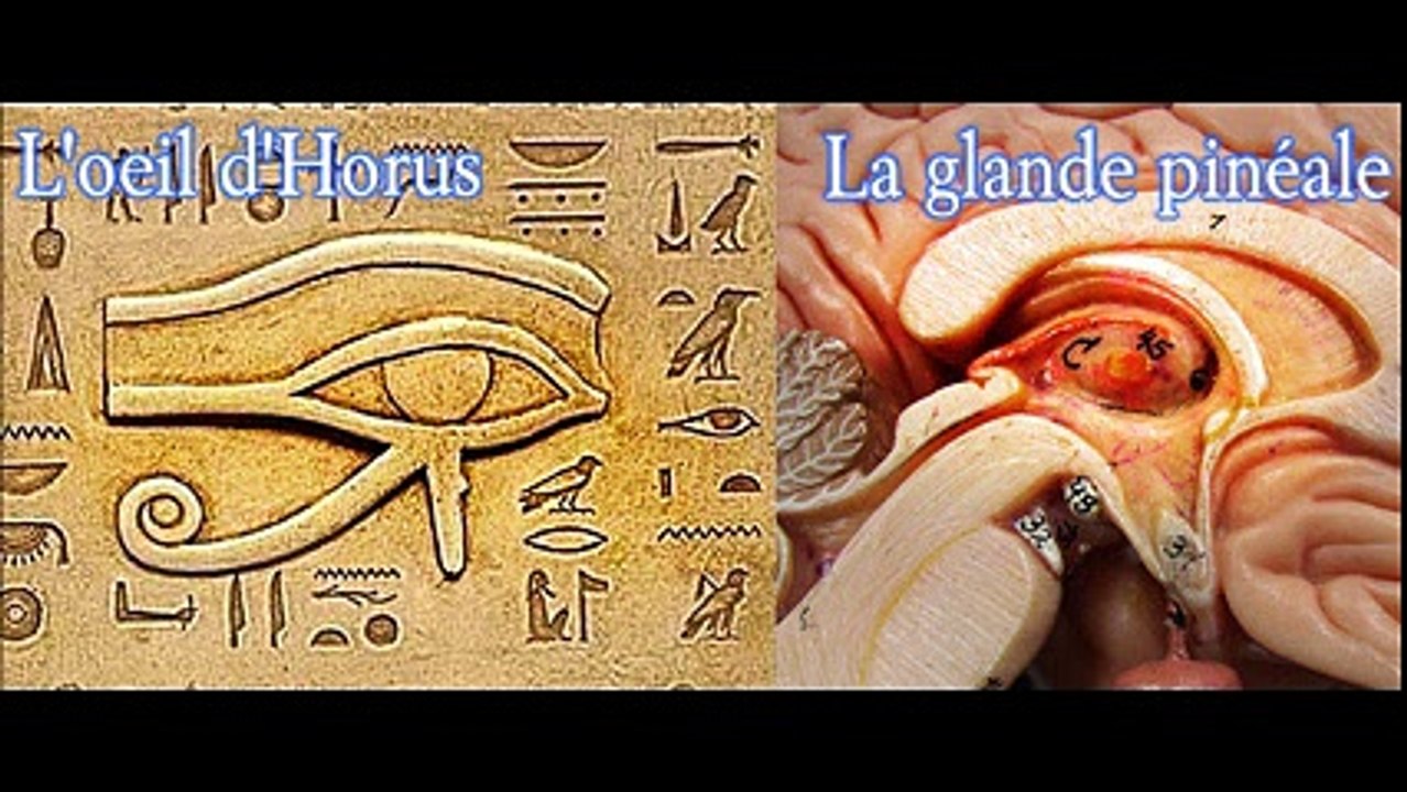 POURQUOI ET COMMENT ON NOUS EMPÊCHE D’UTILISER NOTRE GLANDE PINÉALE