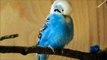 female budgie preening feathers 2014-06-23