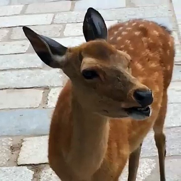 International Moaning Deer
