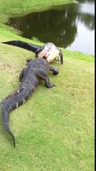 crocodile fighting very fierce