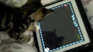 小猫播放的iPad2！！猫的游戏