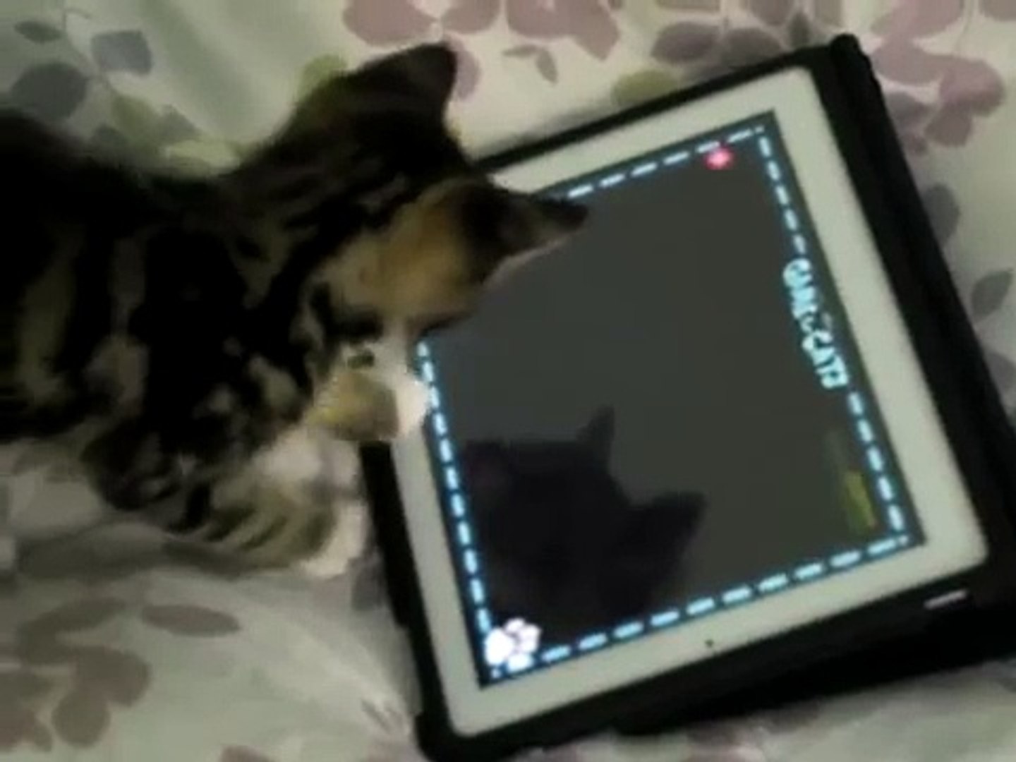 小猫播放的iPad2！！猫的游戏