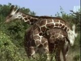 Amazing Video of Giraffe Giving Birth | Animal Documentary