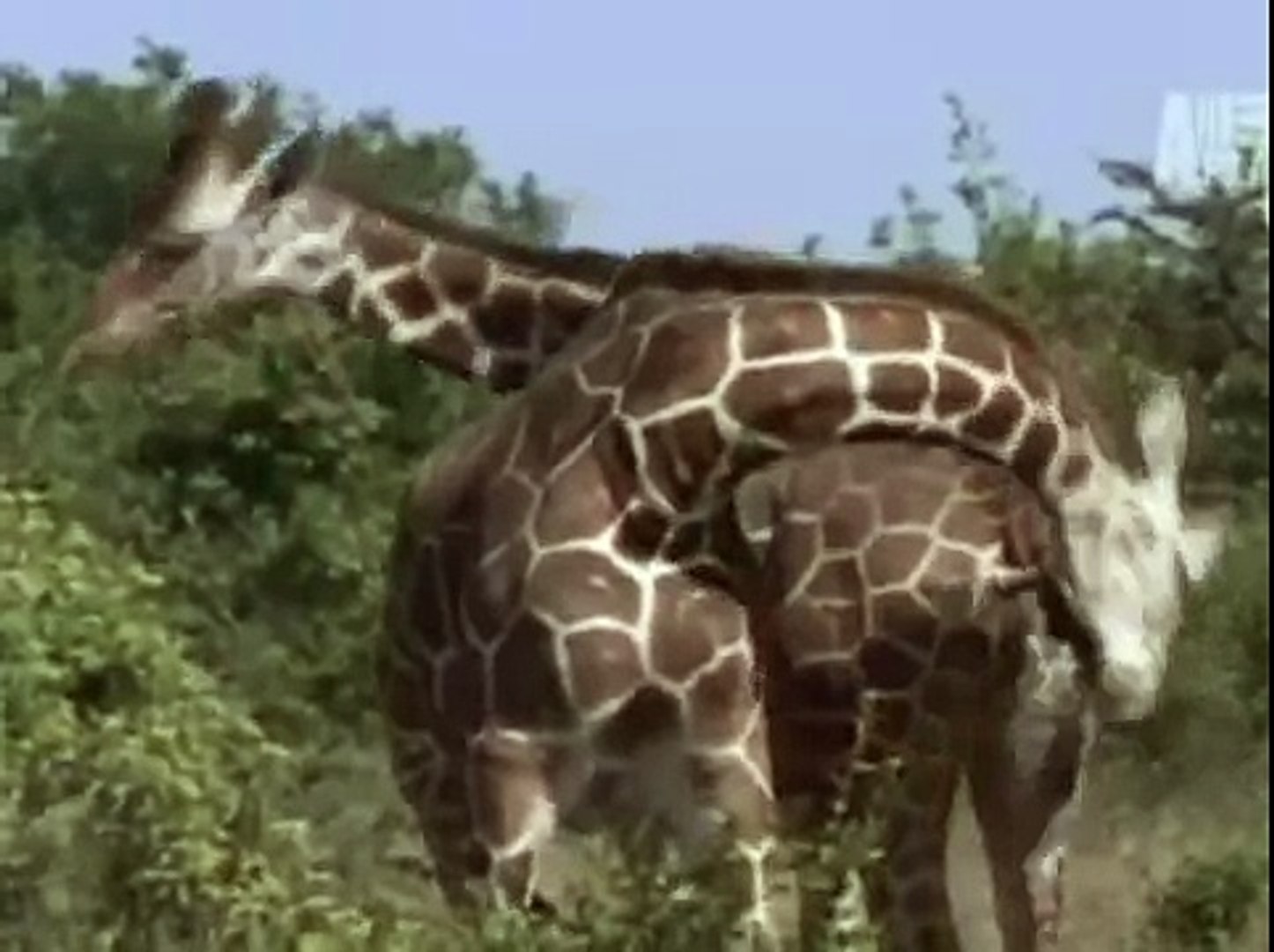 ⁣Amazing Video of Giraffe Giving Birth | Animal Documentary