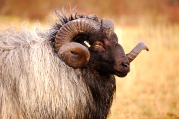 KAFAYI SALINCAKLA BOZAN KOYUN