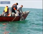 Iran Golestan province, Caspian seals treatment درمان فك درياي خزر استان گلستان ايران