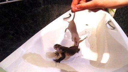 WARNING! LIVE ANIMAL FEEDING | Savannah monitor |Go Pro|