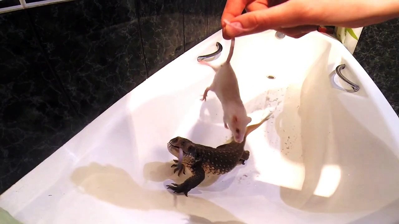 WARNING! LIVE ANIMAL FEEDING | Savannah monitor |Go Pro|