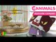 Canimals - 13 - Apparences trompeuses