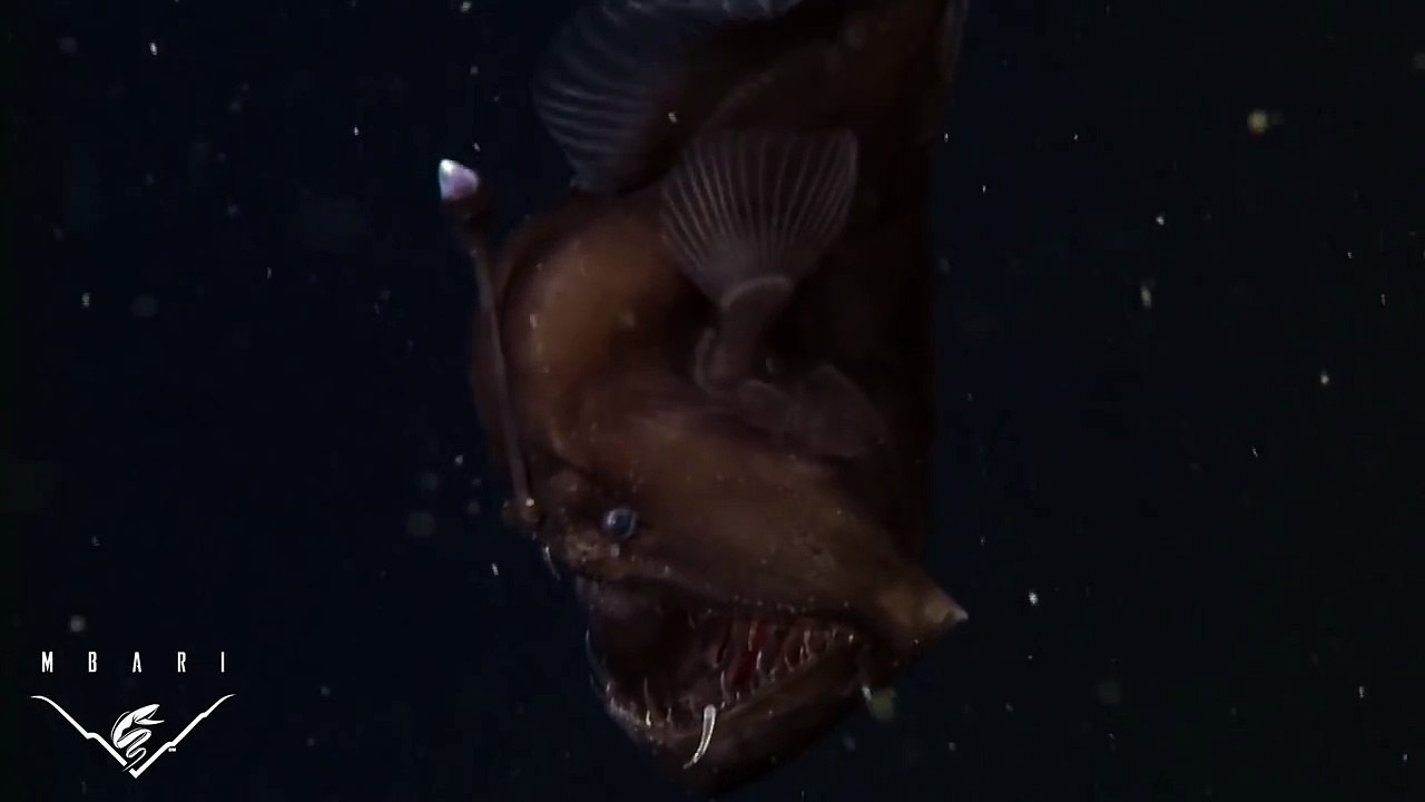The anglerfish: The original approach to deep-sea fishing