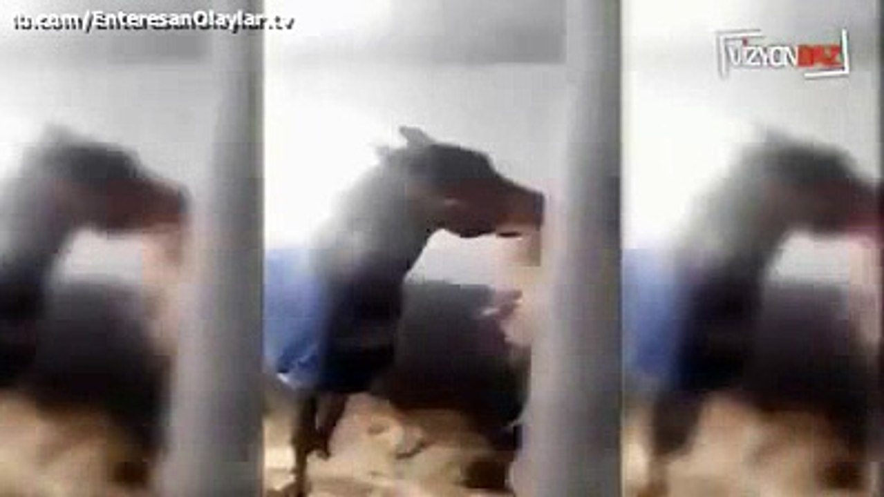 Sahibi aç bıraktığı atı sabah bu halde bulmuş.Hayvanlardan öğreneceğimiz çok şey var...