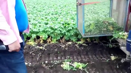 shahadat Radish Harvester Machine Agriculture YANMAR DS1J