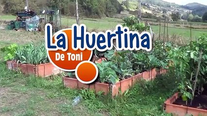 Ecco come far nascere un albero di Limoni semplicemente dai semini!!!