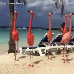 Zabıta Gibi Plajda Gezen Flamingolar. =D