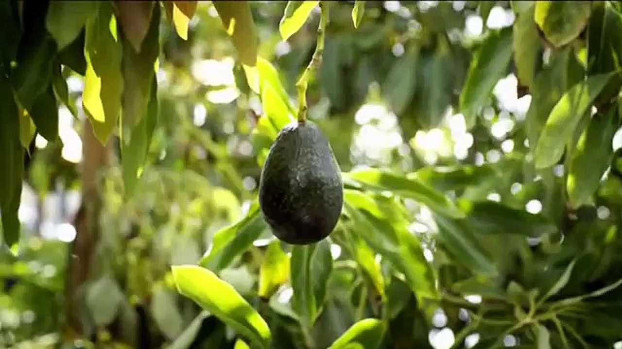 McDonalds Guacamole Sandwiches TV Spot An Avocados Journey   iSpottv (Comic FULL HD 720P)