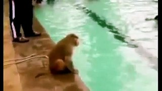 Monkey takes a dip in Mumbai pool