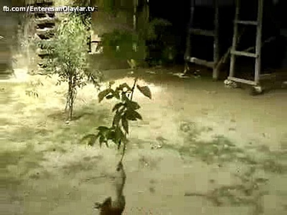 Maymun ve kedi  =D