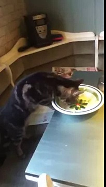Meine essende Katze Sally
