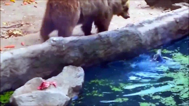 Merhametin insanlara özgü bir duygu olmadığının kanıtı!