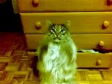main coon cat begging to pet him