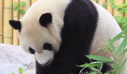 The World’s 3 Best Zoos