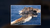 World‘s Biggest Sea Creatures  Giant Animals- 2016- HD