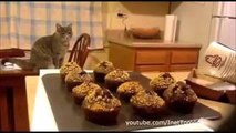 Funny Cats Compilation [Most See] Funny Cat Videos Ever Part 2