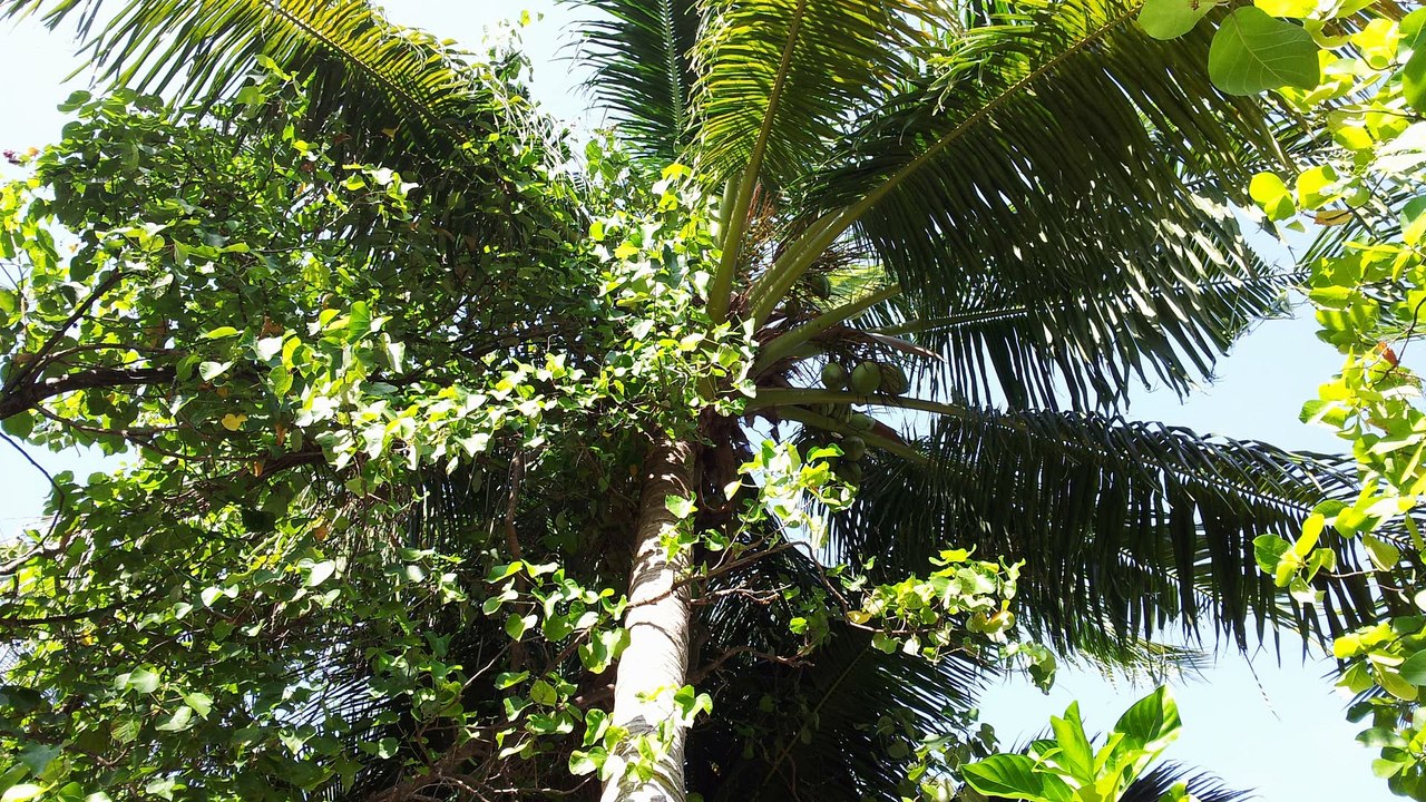 Bathalla Malediven 2012 FullHD