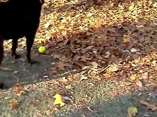 16Nov12: A walk/run through the woods with Shayna