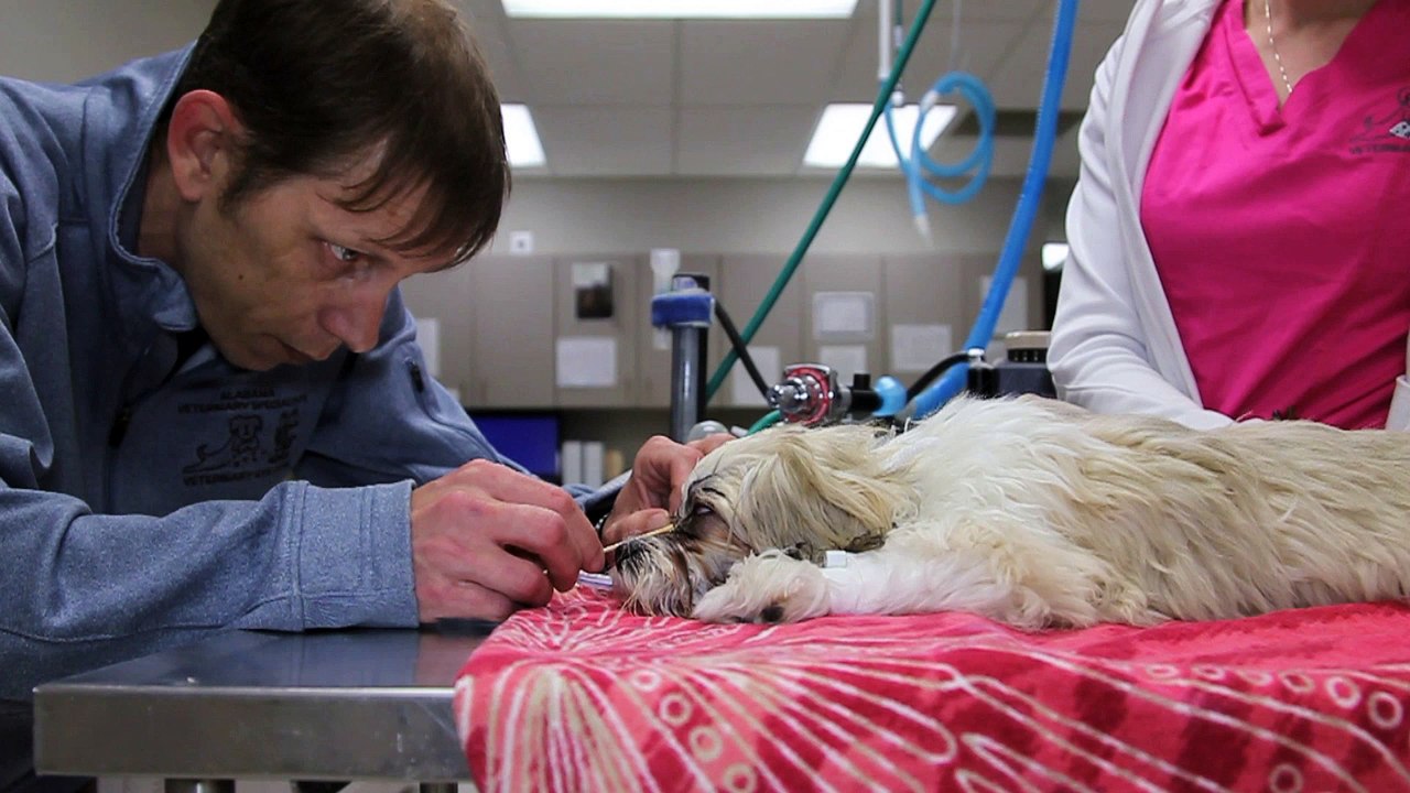 Welcome to Veterinary Eye Care