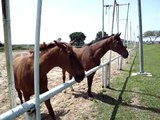 Horses at DogSense Ranch