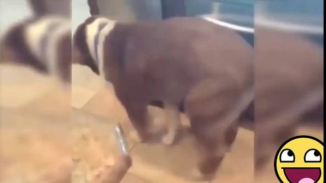 Vidéo Gag Pranks .Fails À mourir de rire [Funny Videos]