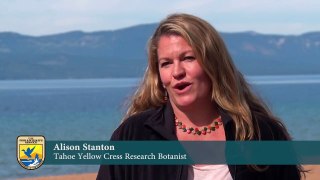Tahoe Yellow Cress Conservation Partner #1