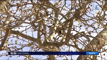 Le printemps est là, attention aux allergies