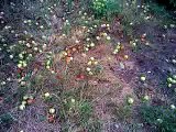 BREZONIK popadale jabuke od jakog dima iz Borske topionice