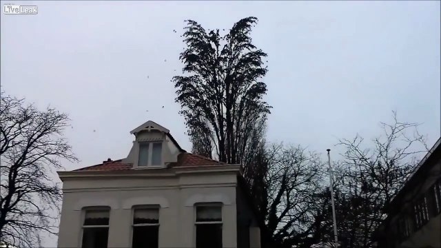 Bu Ağaç Göründüğü Gibi Sadece Bir Ağaç Değil